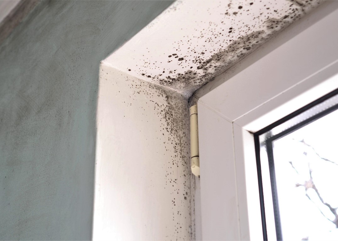 Damp, mould and condensation
