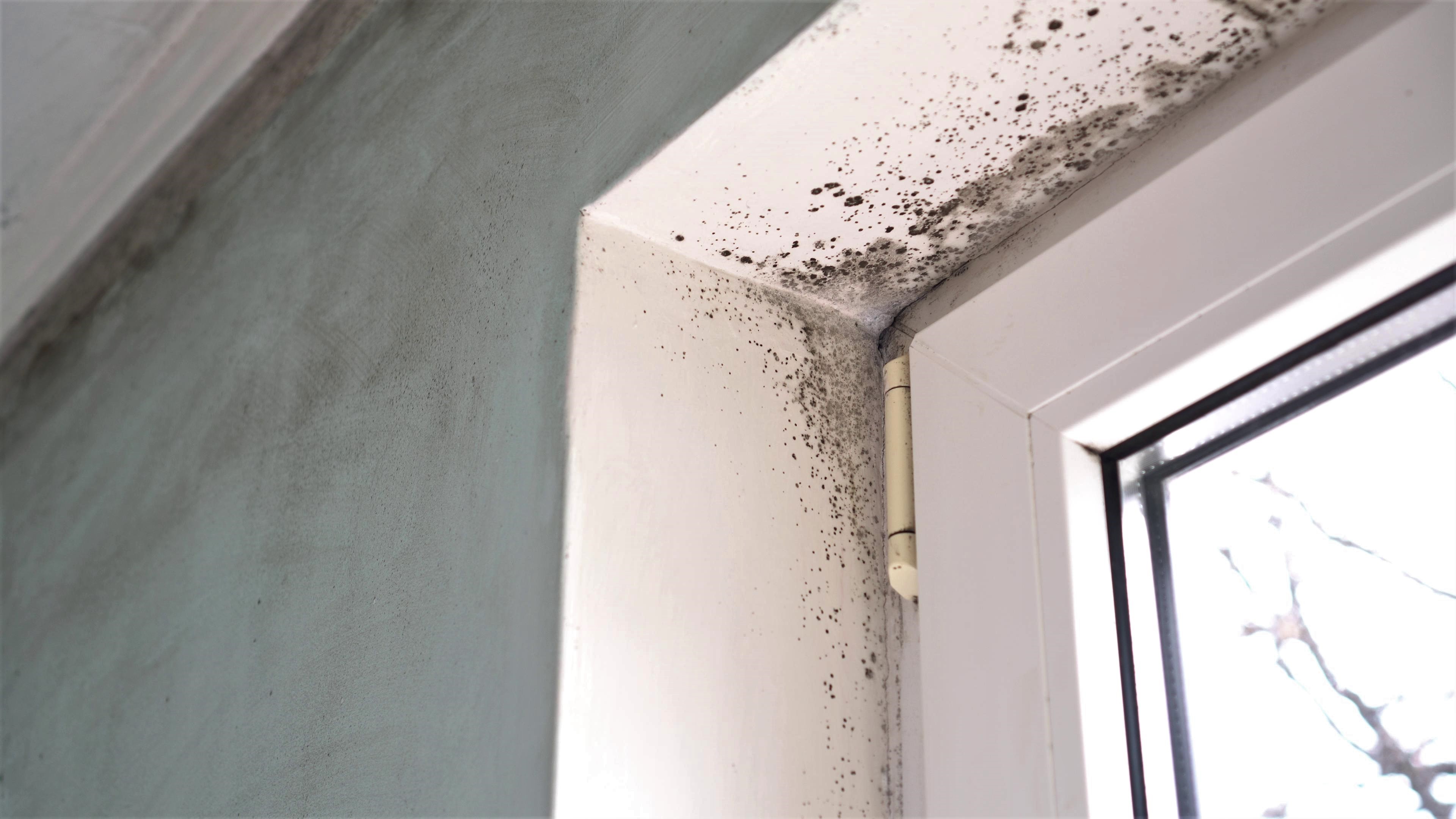 Widespread damp and mould